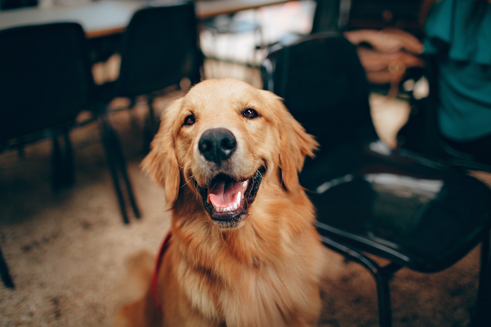 Do Service Animals Have a Place in the Workplace?